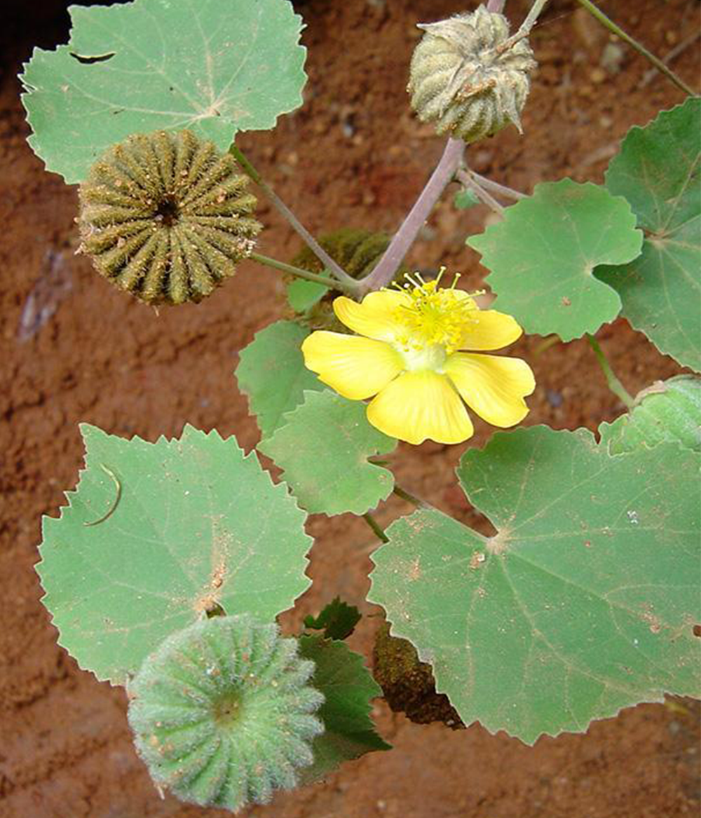 Atibala Powder